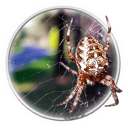 tulumaks metsa m&uuml;&uuml;gist